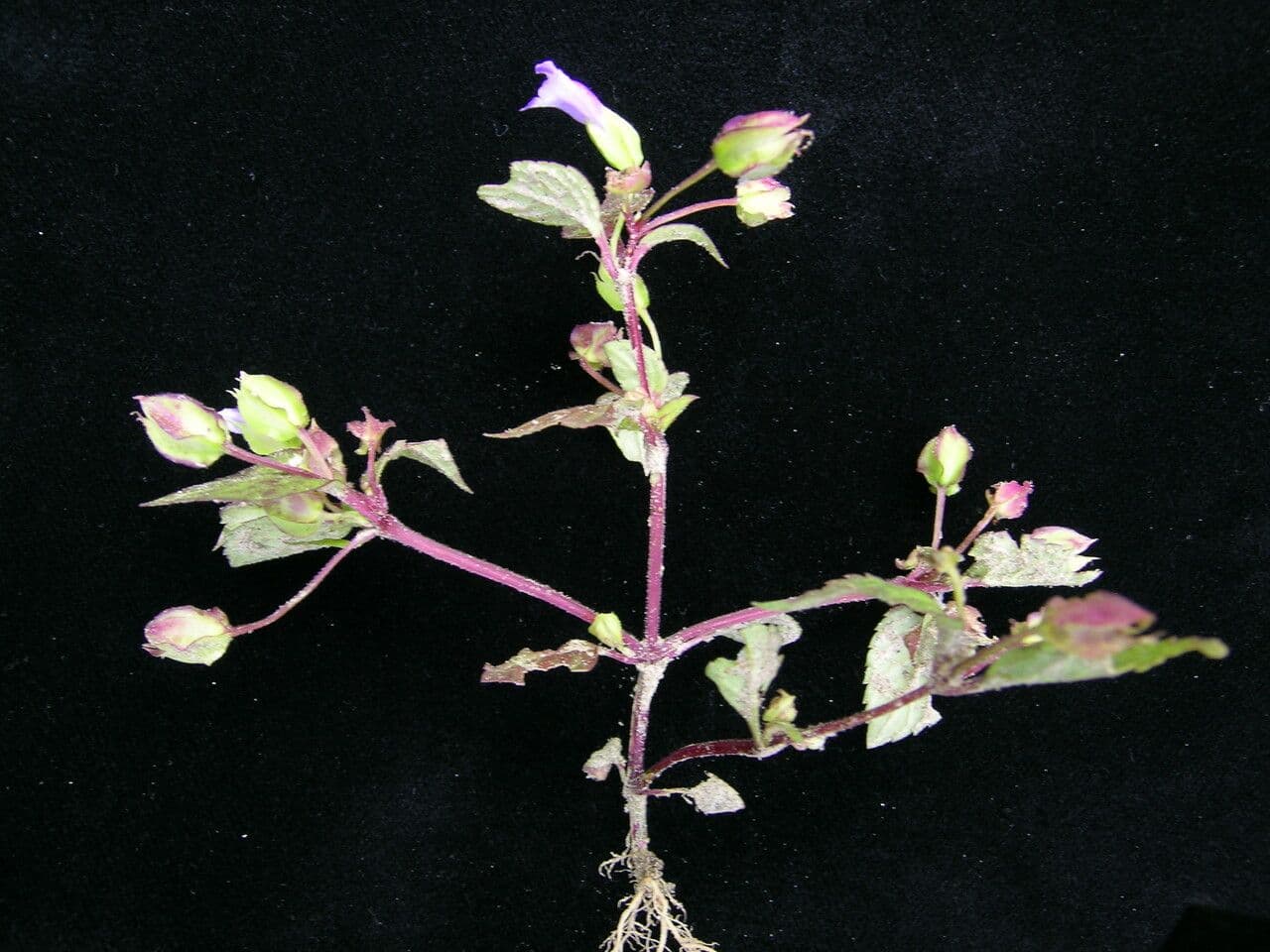 Torenia violacea 5
