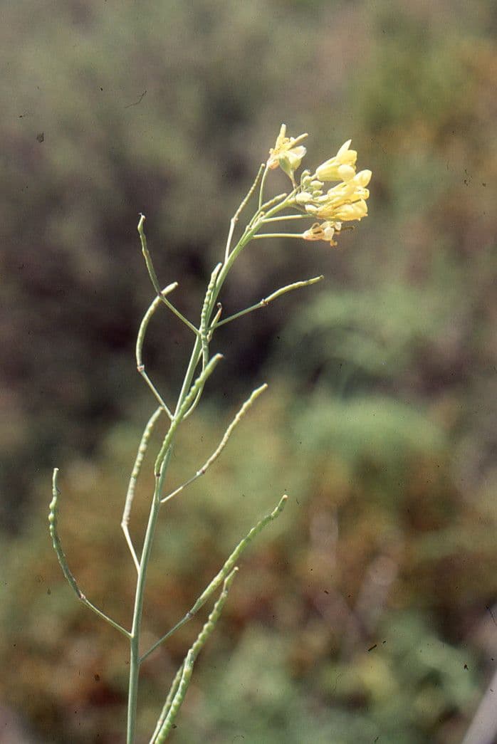 Kapusta 24