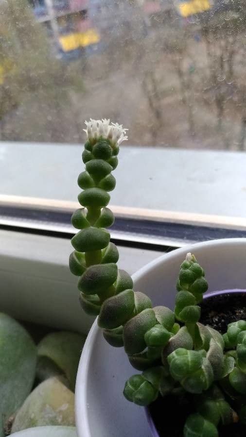 Crassula 3