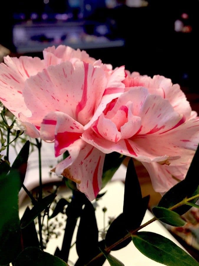 Clavel 6