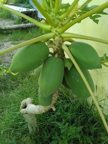 Papaya