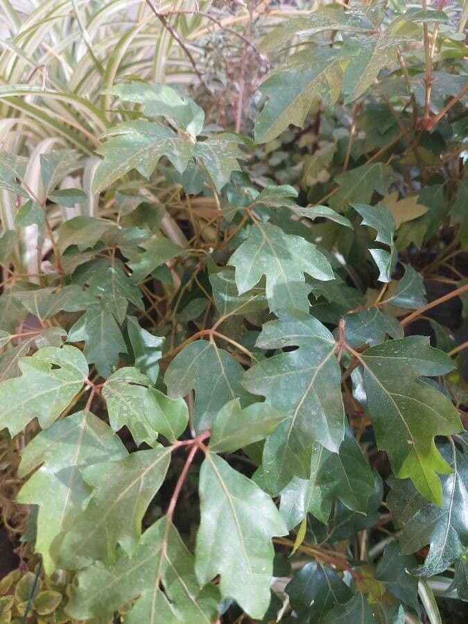 Cissus alato 10