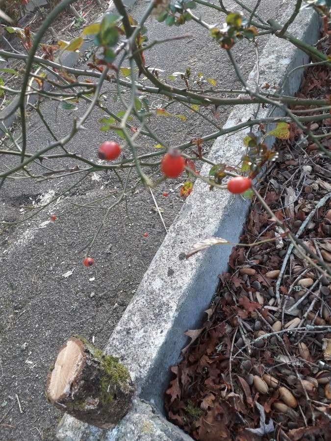 Rosa tomentosa 5
