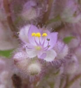 Floscopa glabra 3