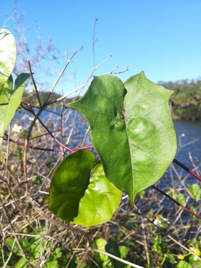 Ipomoea hederifolia 20