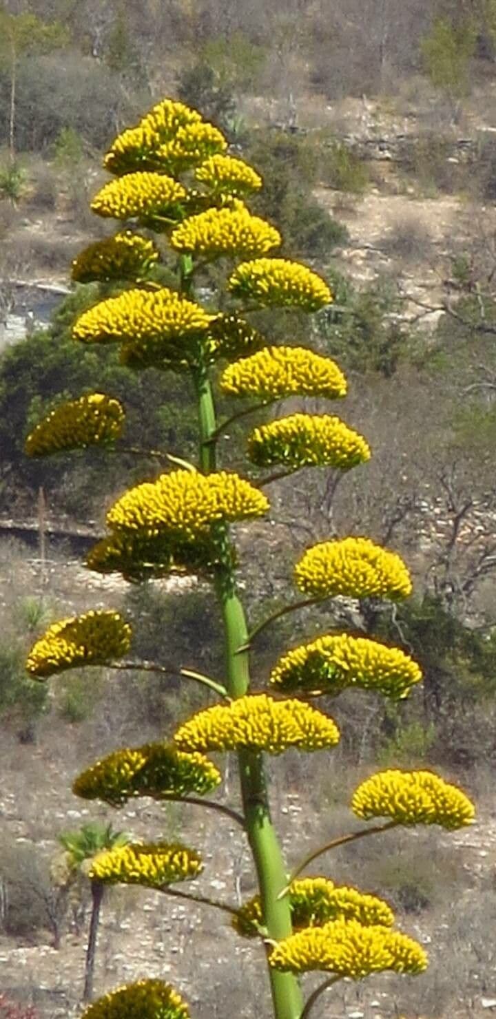 Agave di Shaw 5