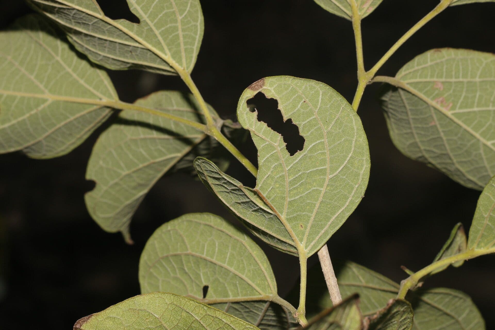 Fridericia 8