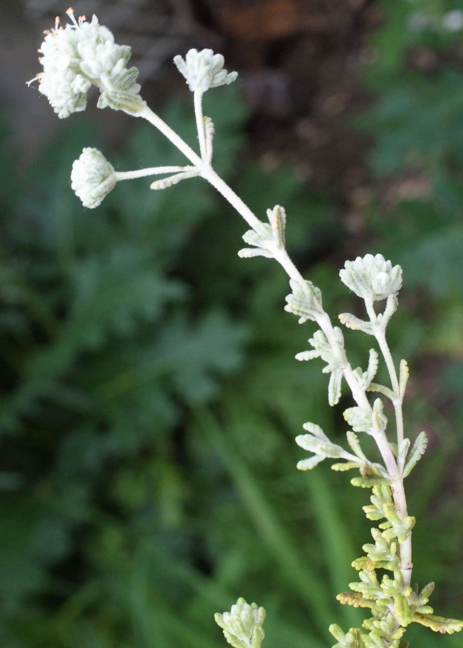 Teucrium 10