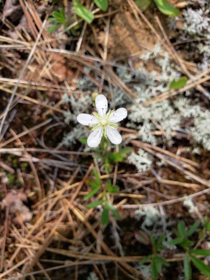 Coptis trifolié 2
