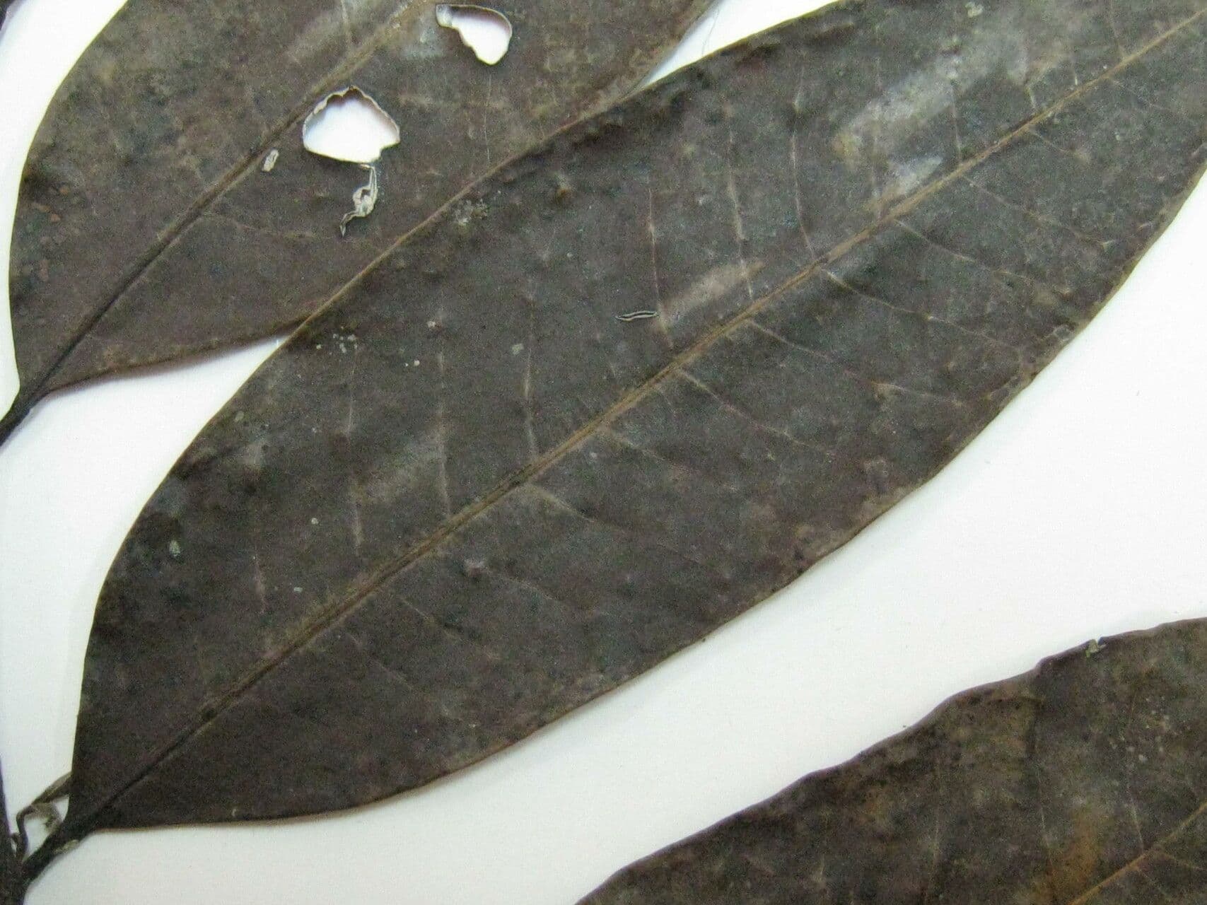 Bocageopsis
