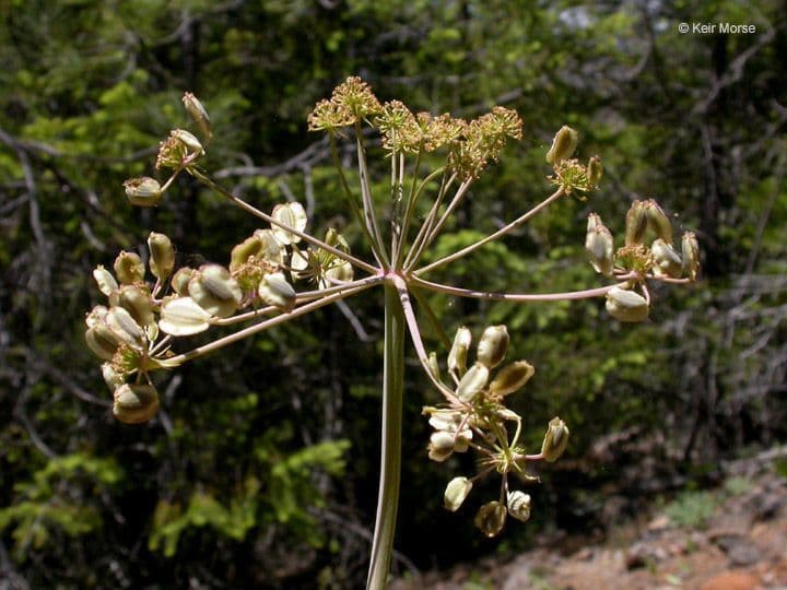 Lomatium 3