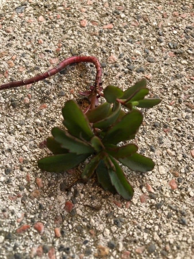 Iberis procumbens 17