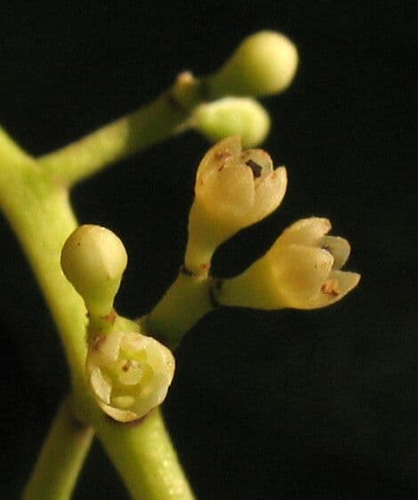 Ocotea 5