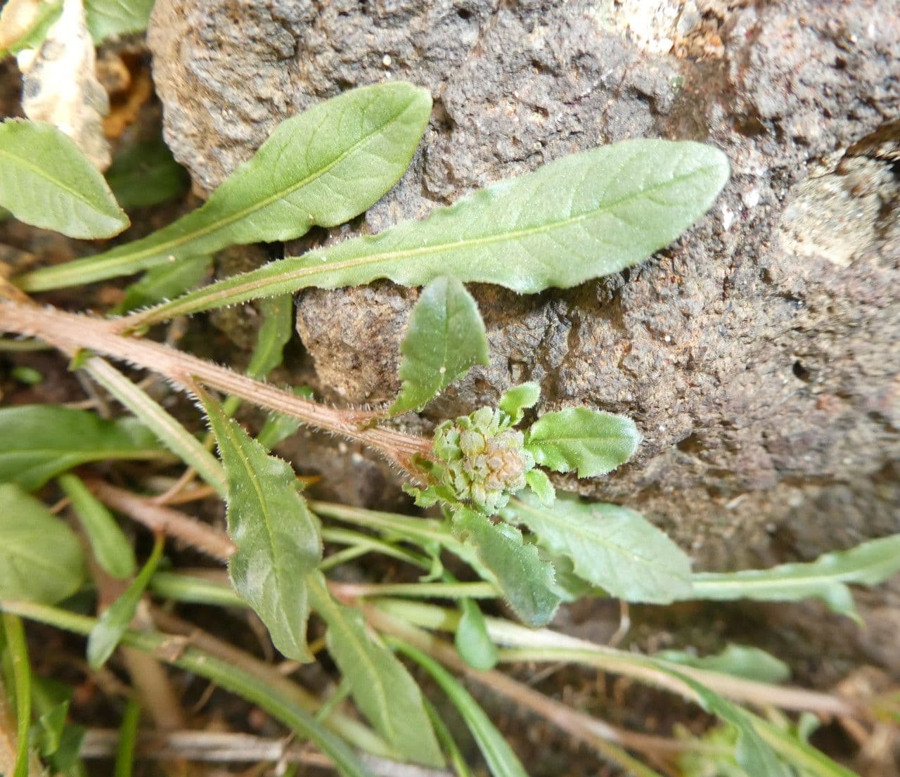 Reseda comune 20