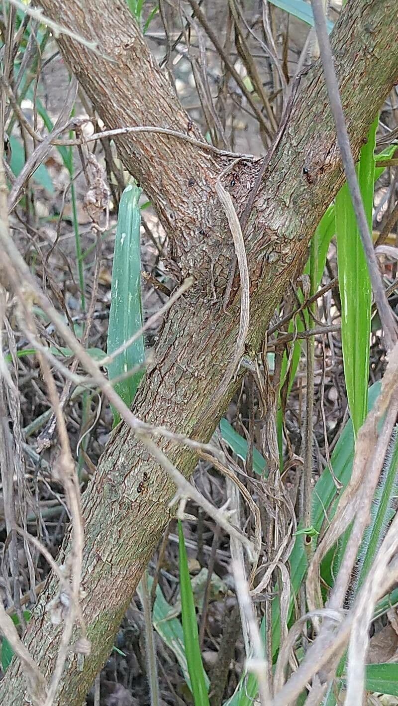 Combretum 21