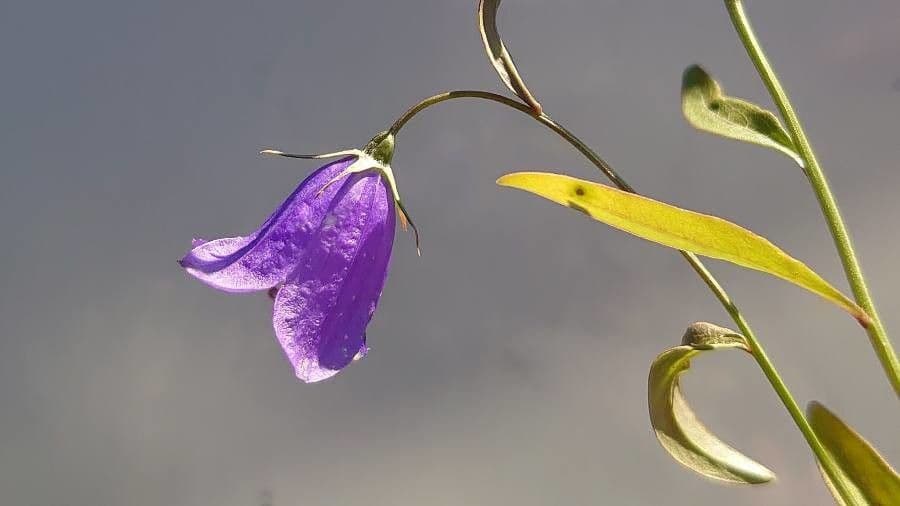Campanula di Scheuchzer 6