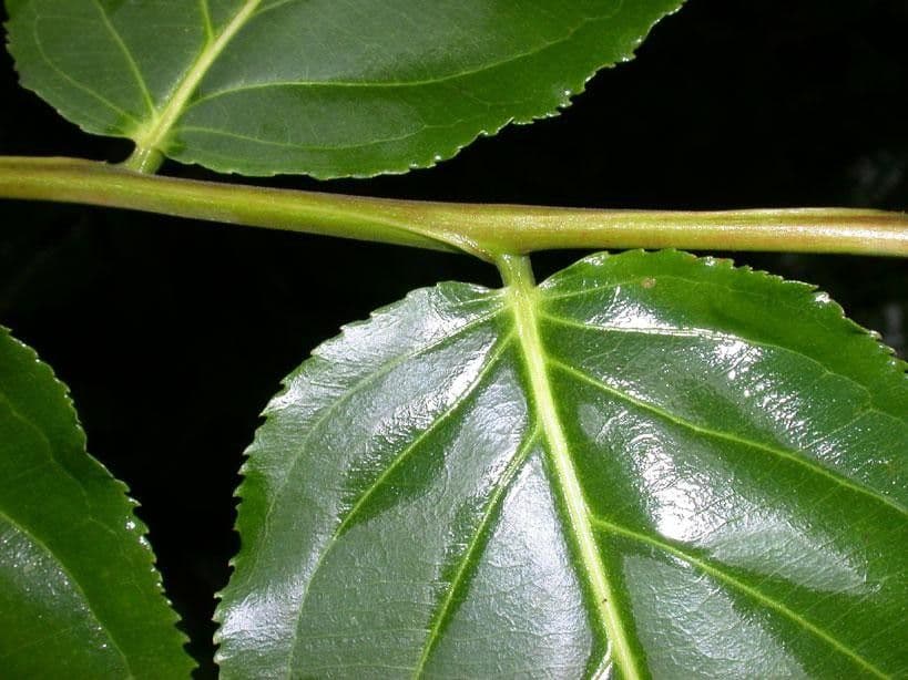 Laetia alta 11