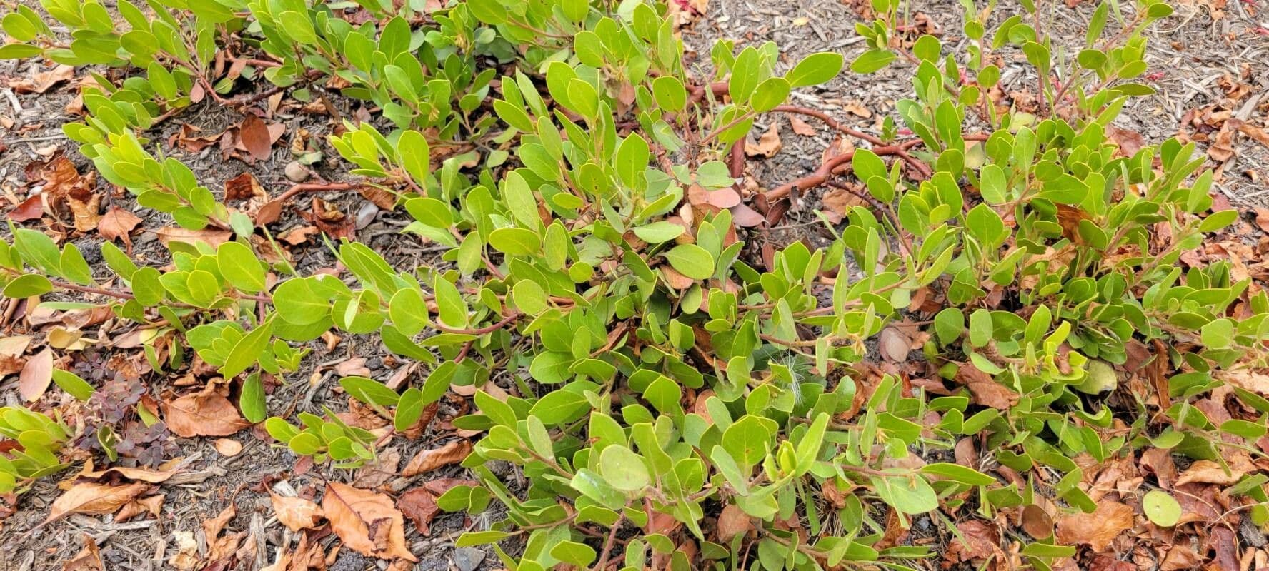 Arbutus patula 19