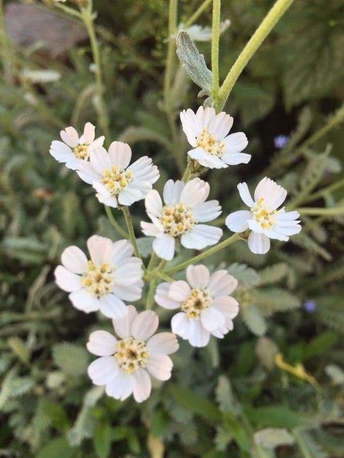 Achillea 5