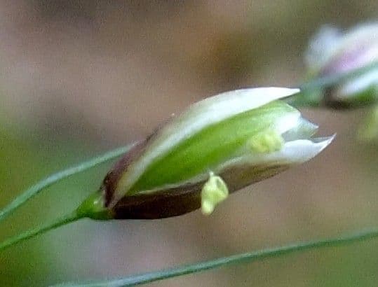 Melica uniflora 8