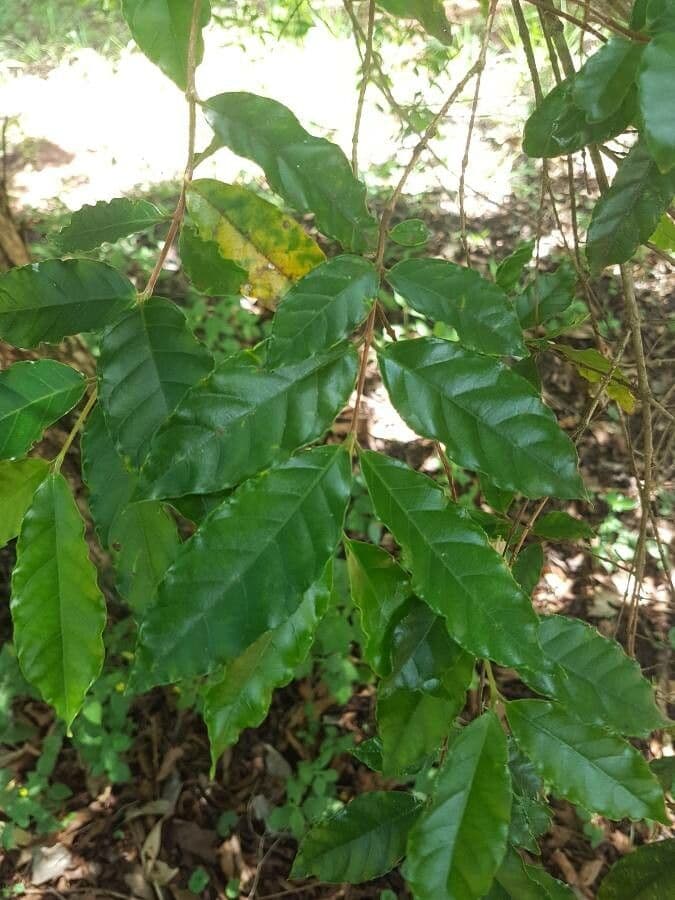 Campomanesia 8