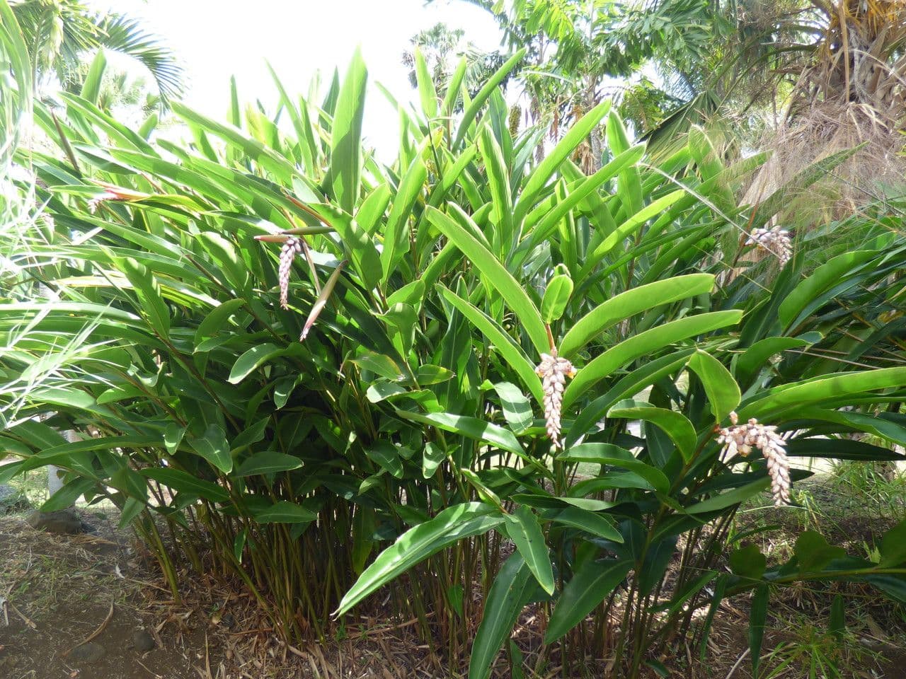 Alpinia zerumbet 12