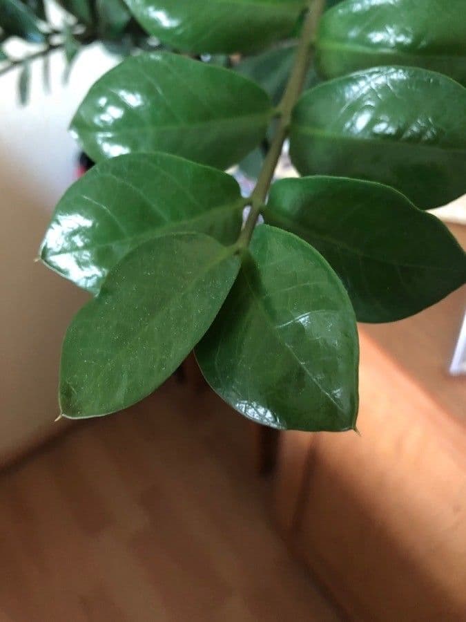 Pianta di ZZ 19