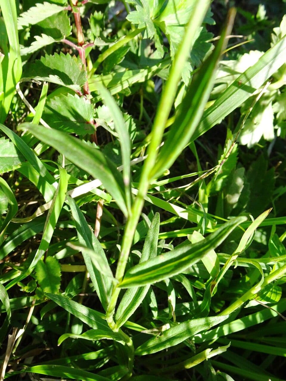 Campanula romboidale 14
