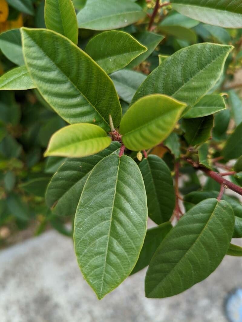 Frangula californica 6
