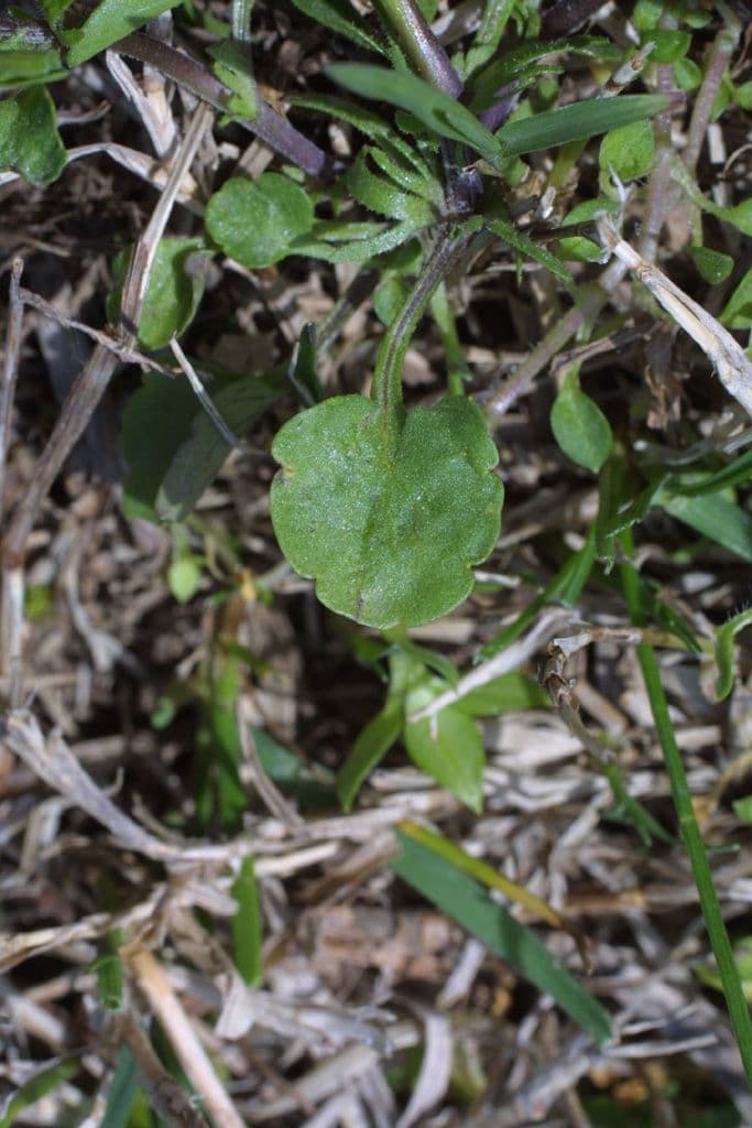 Viola bicolore 14