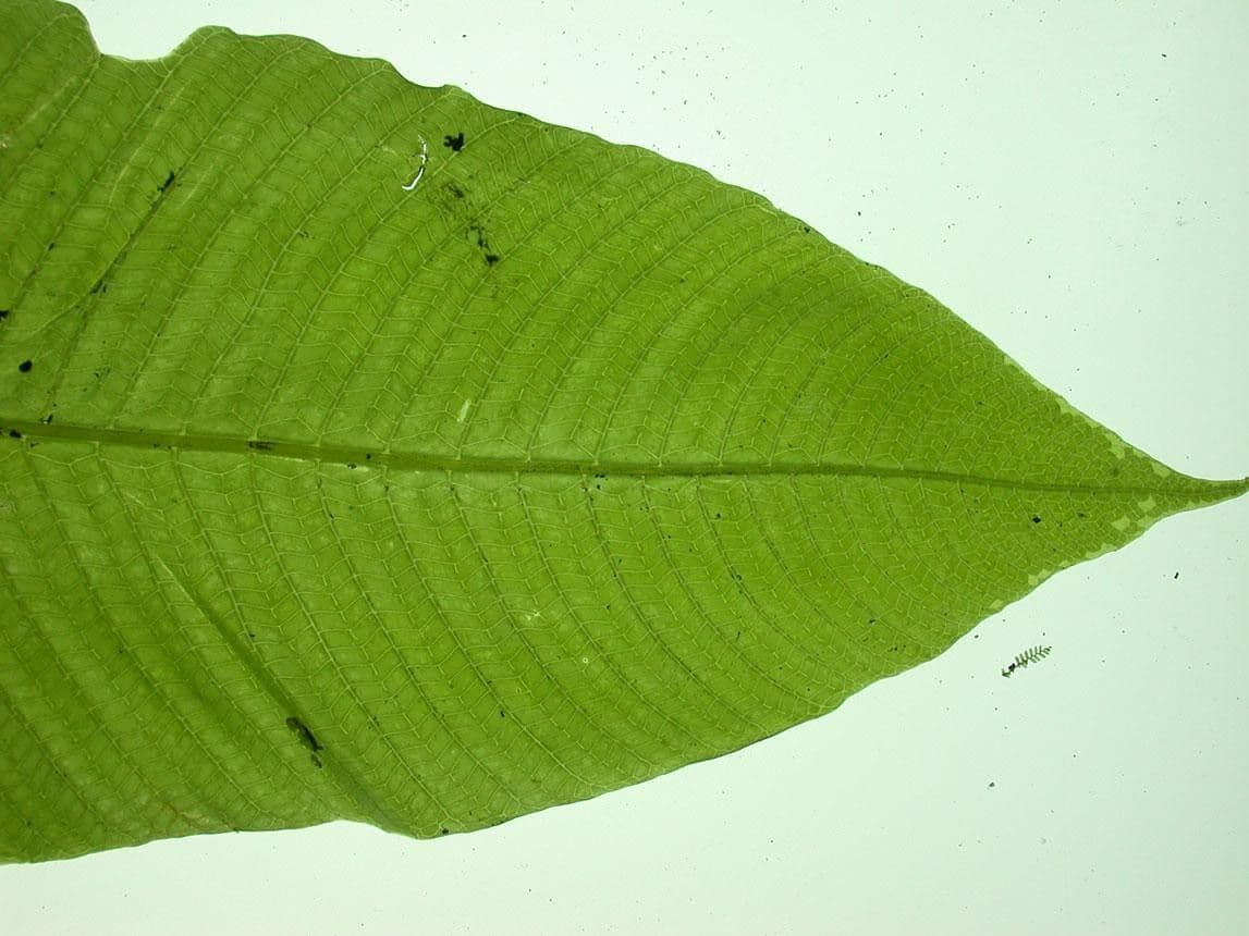 Thelypteris 9