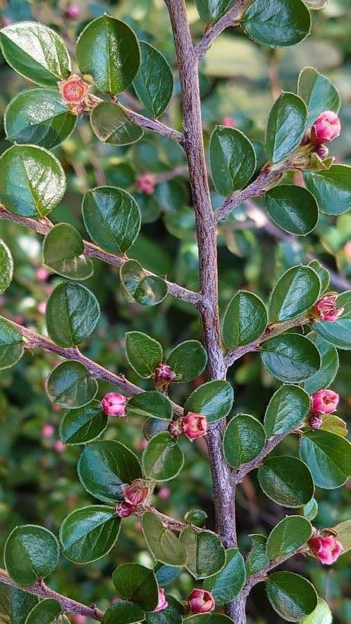 Cotoneaster di Dammer 16