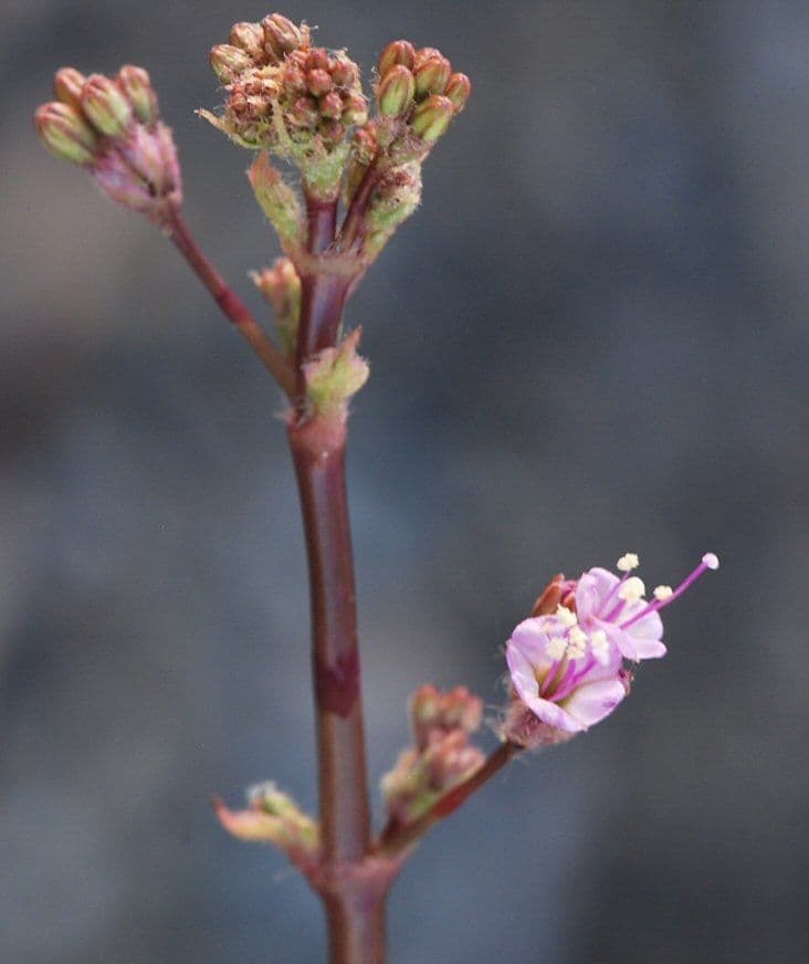 Anulocaulis 8