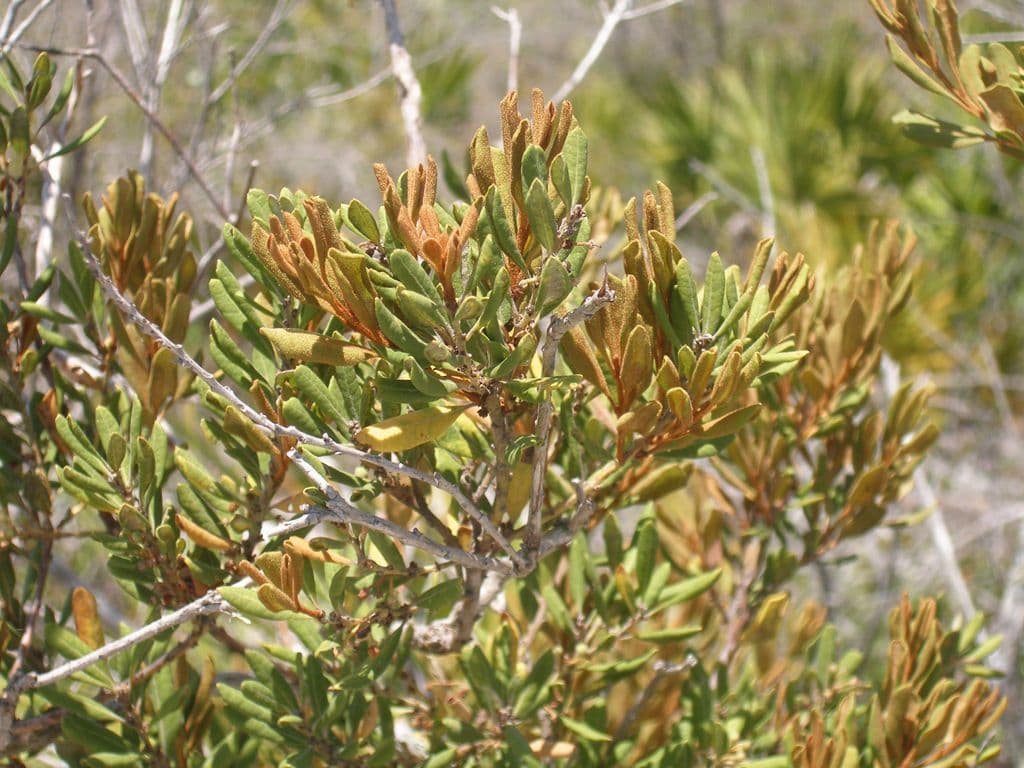 Lyonia rezavá 4