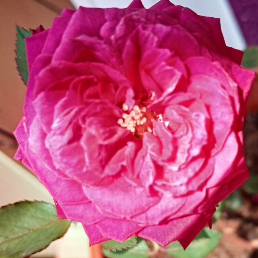 Rosa 3