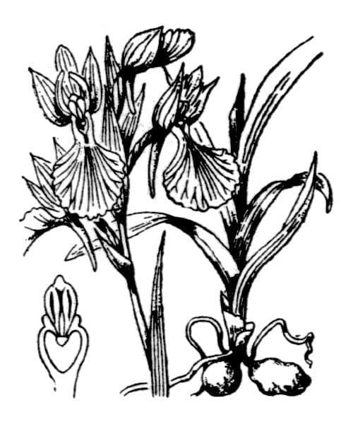 Orchis papillon 19