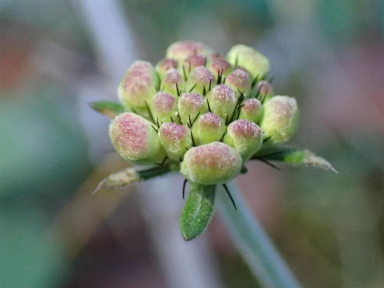 Vedovina cinerea 5