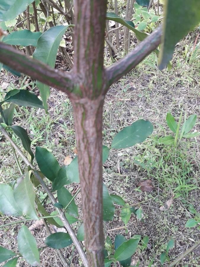 Garcinia 22
