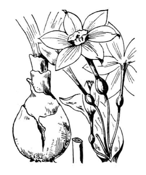 Papierweißes Osterglöckchen 27