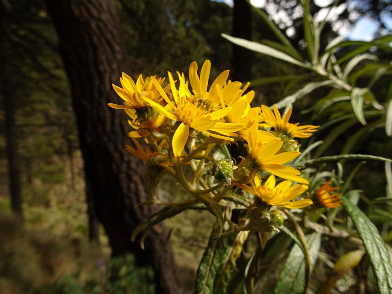 Senecio 3