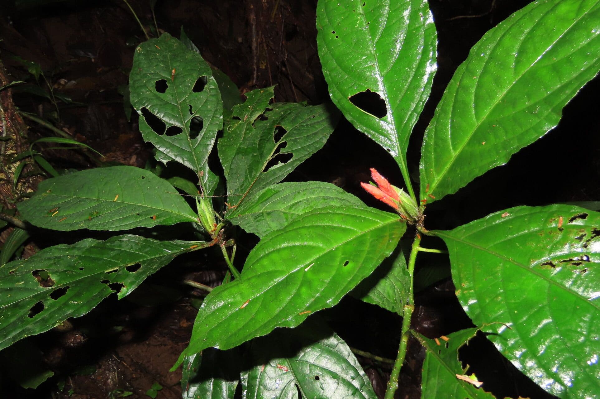 Aphelandra 12