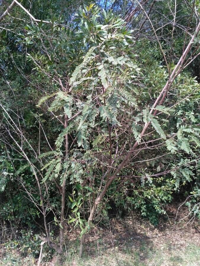 Sesbania virgata 4