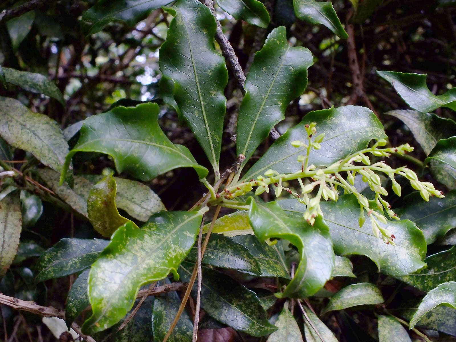 Pieris 8