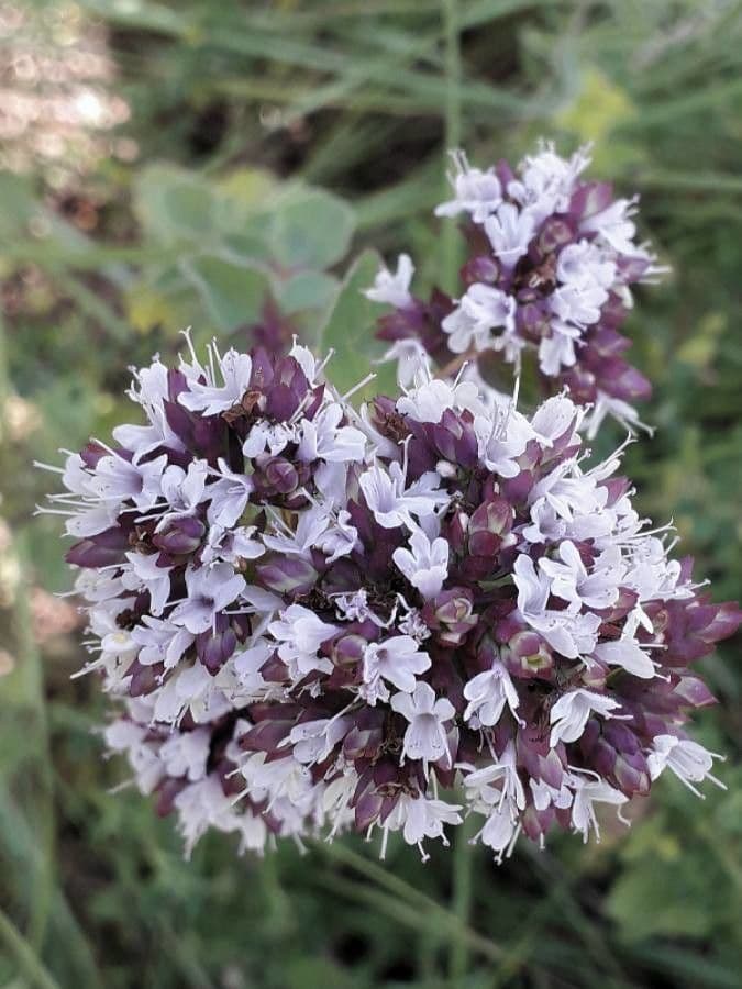 Oregano 10