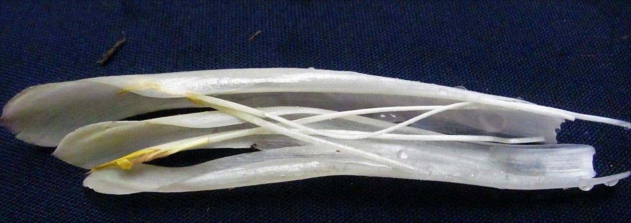 Überlappende Pitcairnia 9