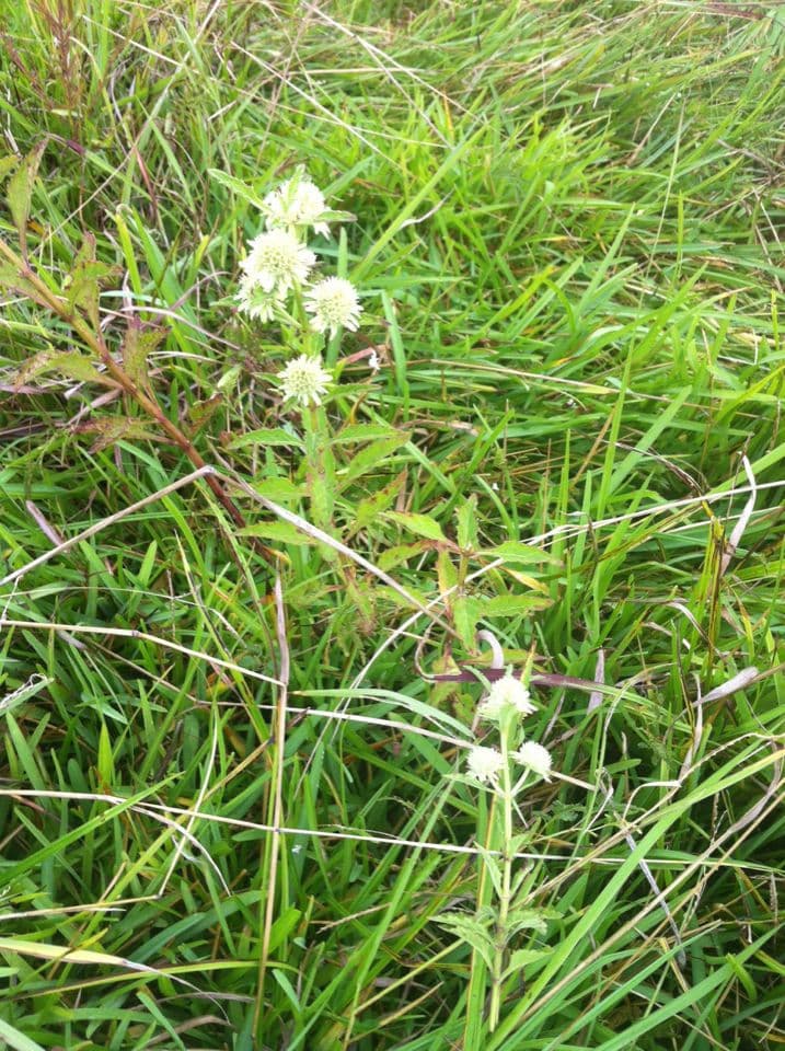 Hyptis alata 10