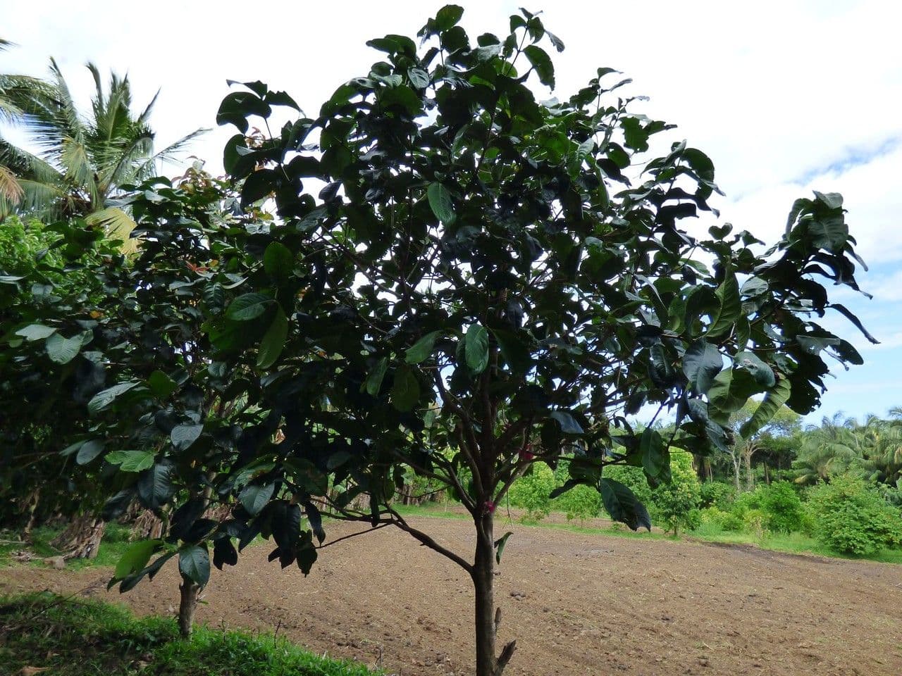 Syzygium malaccense 12