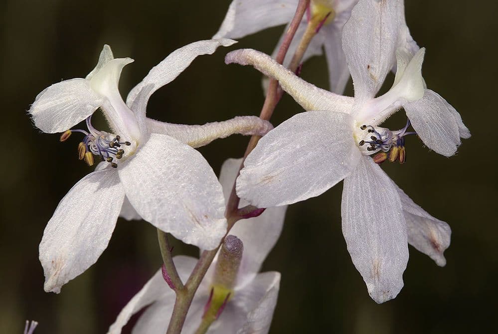Delphinium gypsophilum 4