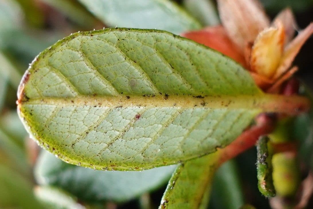 Rododendro 13