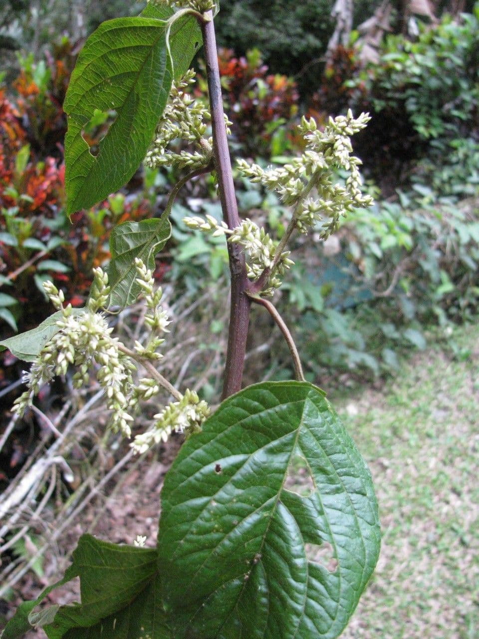 Chamissoa 7